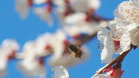 Bee on apricot flower. Video stock 126262710