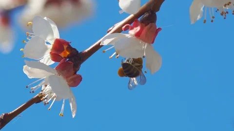 Bee on apricot flower. 動画素材 126263019