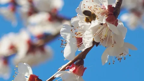 Bee on apricot flower. Video stock 126265032