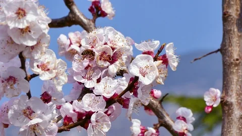 Bee on apricot tree flower Stock Footage 74133600