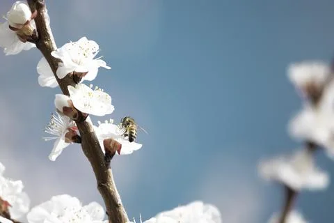 Bee on apricot tree flower Stock Photos