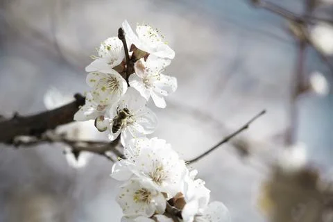 Bee on apricot tree flower Stock Photos