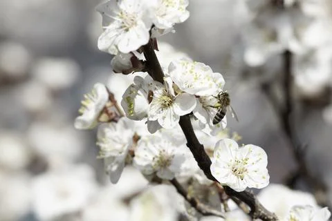Bee on apricot tree flower Stock Photos