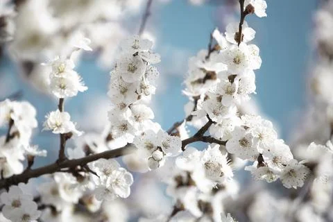 Bee on apricot tree flower Stock Photos