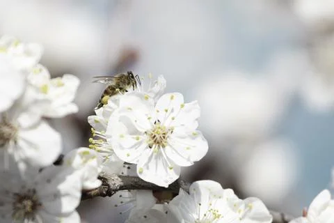 Bee on apricot tree flower Stock Photos
