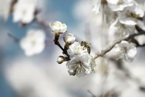Bee on apricot tree flower Stock Photos