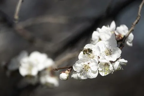Bee on apricot tree flower Stock-Fotos