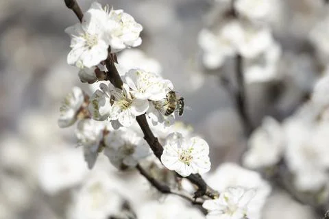 Bee on apricot tree flower Stock Photos