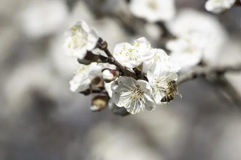 Bee on apricot tree flower Stock Photos