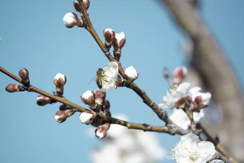 Bee on apricot tree flower Stock Photos