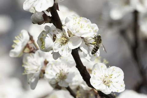 Bee on apricot tree flower Фото
