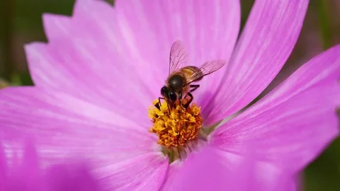 Bee are eating nectar on flowers. Stock Footage 146876851