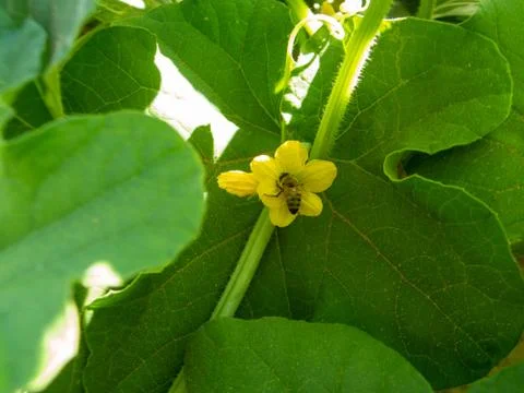 A bee are pollinating for melon flower Stock Photos