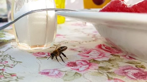 Bee are on the table Stock Footage 83862165