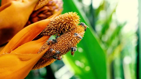 Bee are walking on pollen of palm tree Stock Footage 230226567