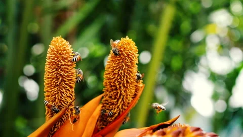 Bee are walking on pollen of palm flower Stock Footage 230616221