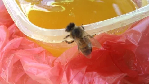 The bee arrives and eats honey from the cup 2 Stock Footage 82301361