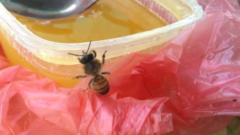 The bee arrives and eats honey from the cup 3 Stock Footage 82301370
