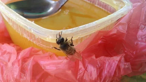 The bee arrives and eats honey from the cup 5 Stock Footage 82301399