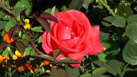 Bee arrives on the red rose Video stock 85093677