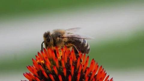 Bee asleep from work on an echinacea flower Stock Footage 303700986