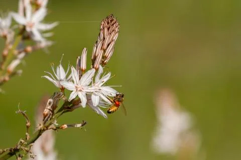 Bee on Asphodel Stock Photos