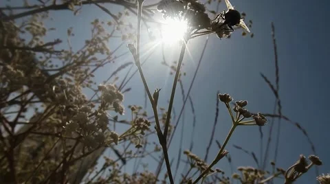 Bee Assembles Pollen From Flowers on Bright Sunlight Stock Footage 60564987