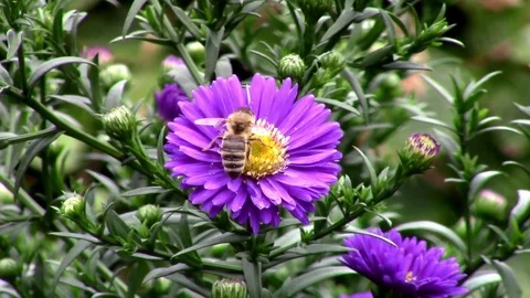 Bee on aster flower in the garden Stock Footage 79765853