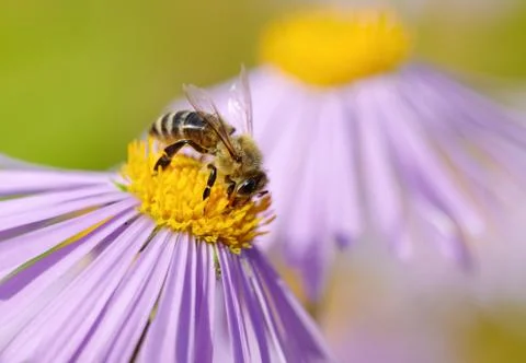 Bee on Aster flower 스톡 사진