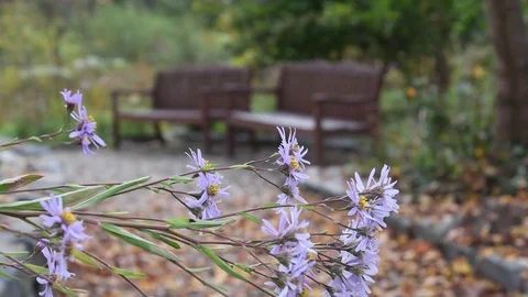 Bee &amp; aster flowers Stock Footage 83121534