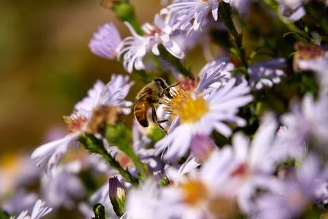 Bee on Aster Flowers Stock Photos