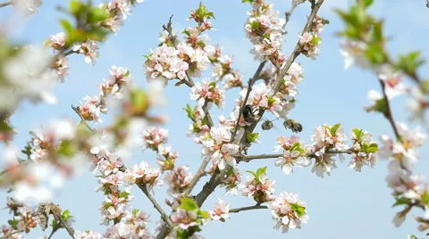 Bee attacked bumblebee. Stock Footage 62221510