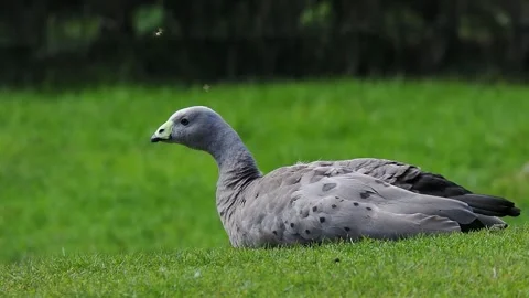 Bee attacks grey chicken geese slow motion Stock Footage 297861712