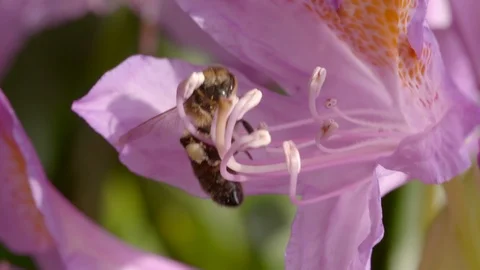 Bee attempting to collect nectar from a pink flower Stock Footage 91375832