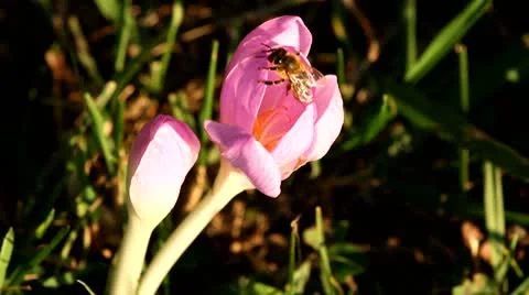 Bee on autumn crocus Stock Footage 8838714