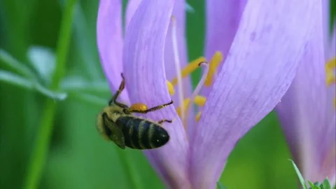 Bee on an autumn crocus in summer Stock Footage 279180686