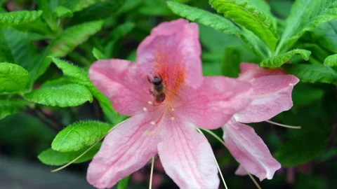 Bee on the azaleas spring flowers Stock Footage 195704510