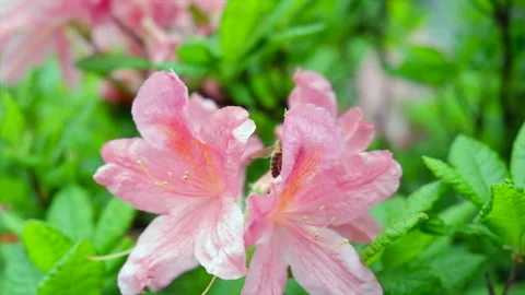 Bee on the azaleas spring flowers Stock Footage 195712578