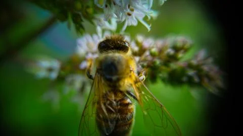 Bee Back Stock Photos