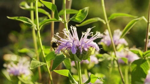 Bee balm with bee Stock Footage 165560870