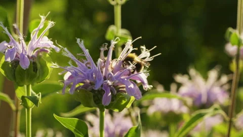Bee balm with bee Stock Footage 165560882