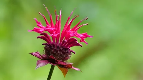 Bee balm flower Видео 133458781