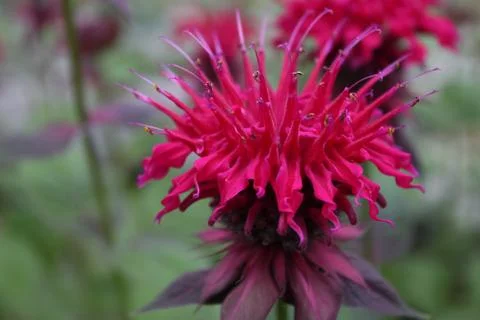 Bee Balm 写真素材