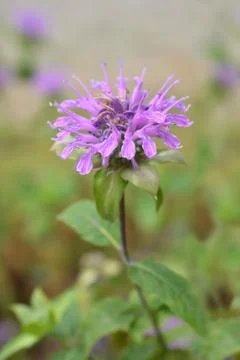 Bee balm Violacea Stock Photos