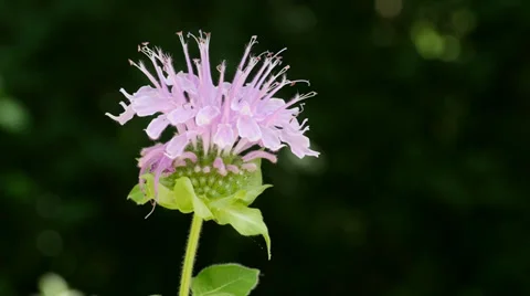 Bee Balm Wildflower with Dark Background Stock Footage 39653700