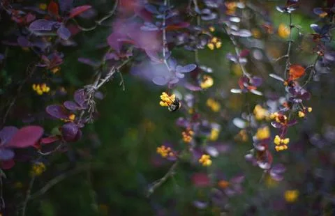 Bee on barberry Stock Photos