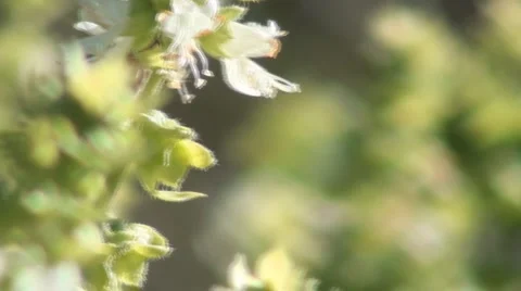 Bee basil flower Stock Footage 917407