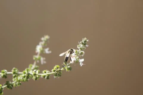 Bee on basil flowers Stock Photos
