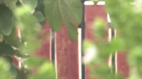 Bee on Basil 스톡 동영상 8831382