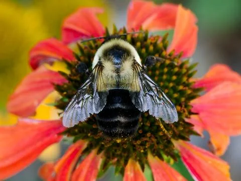 Bee with battered wings 库存照片